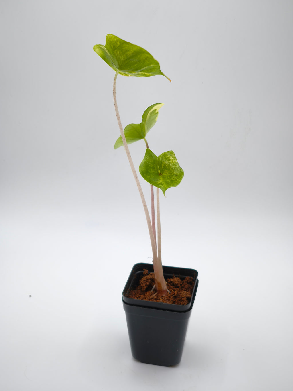 Alocasia Stingray Aurea Variegata – rochenförmige Blätter mit goldgelber Panaschierung – Ansicht 3