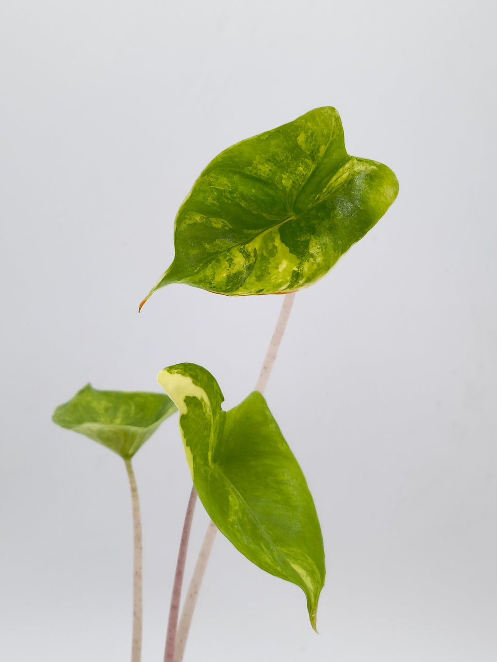 Alocasia Stingray Aurea Variegata – rochenförmige Blätter mit goldgelber Panaschierung – Ansicht 4