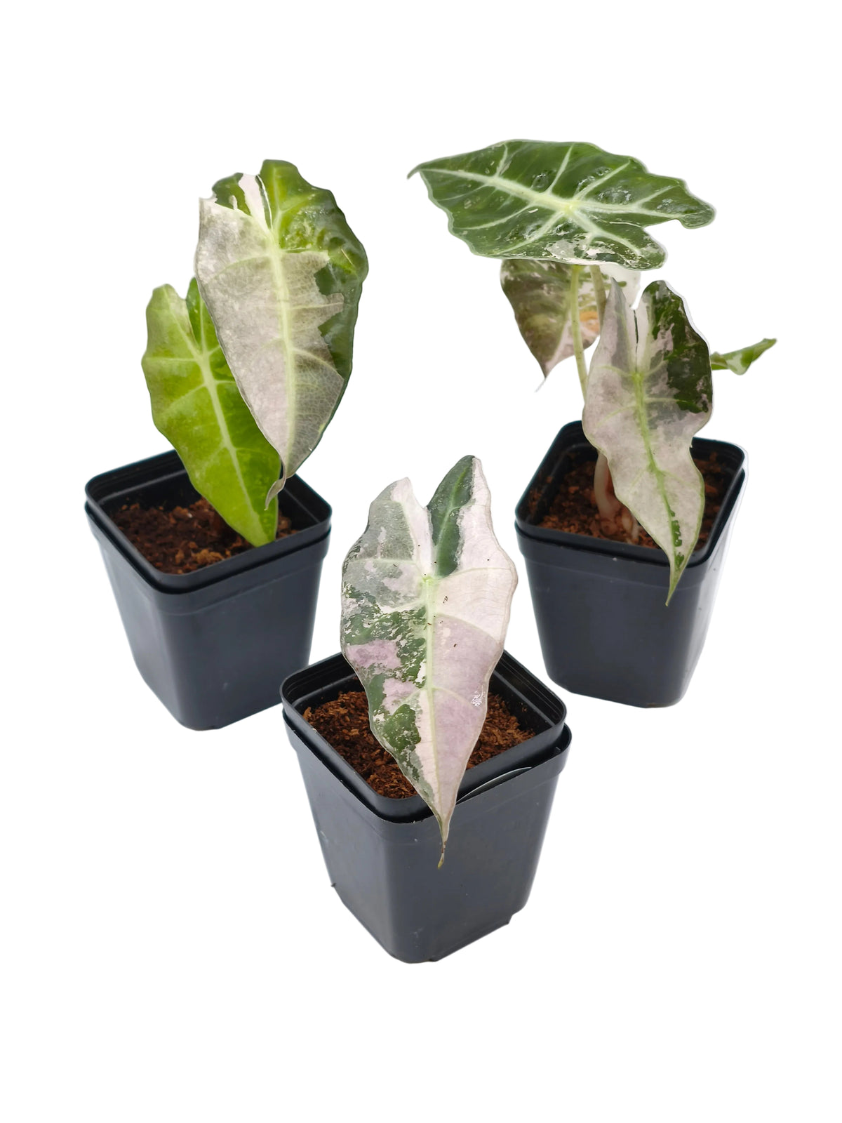 Alocasia Polly Pink Snowflake Variegata – panaschierte Mutation der Alocasia amazonica – Ansicht 5