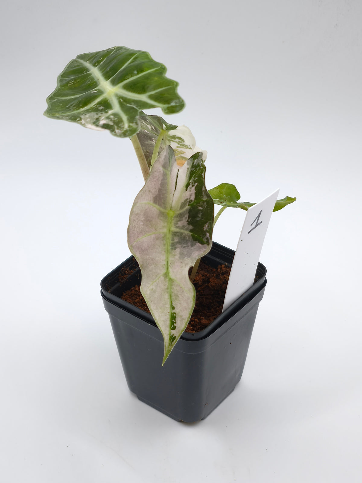 Alocasia Polly Pink Snowflake Variegata – panaschierte Mutation der Alocasia amazonica