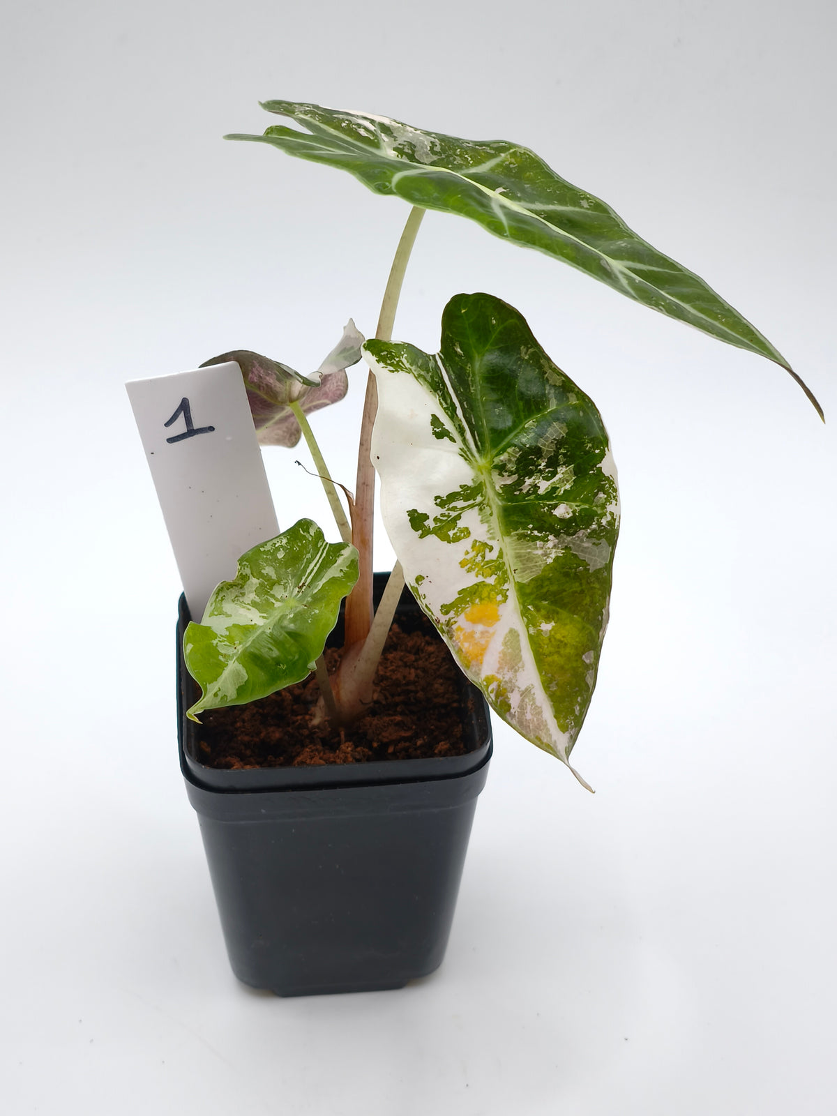 Alocasia Polly Pink Snowflake Variegata – panaschierte Mutation der Alocasia amazonica – Ansicht 2