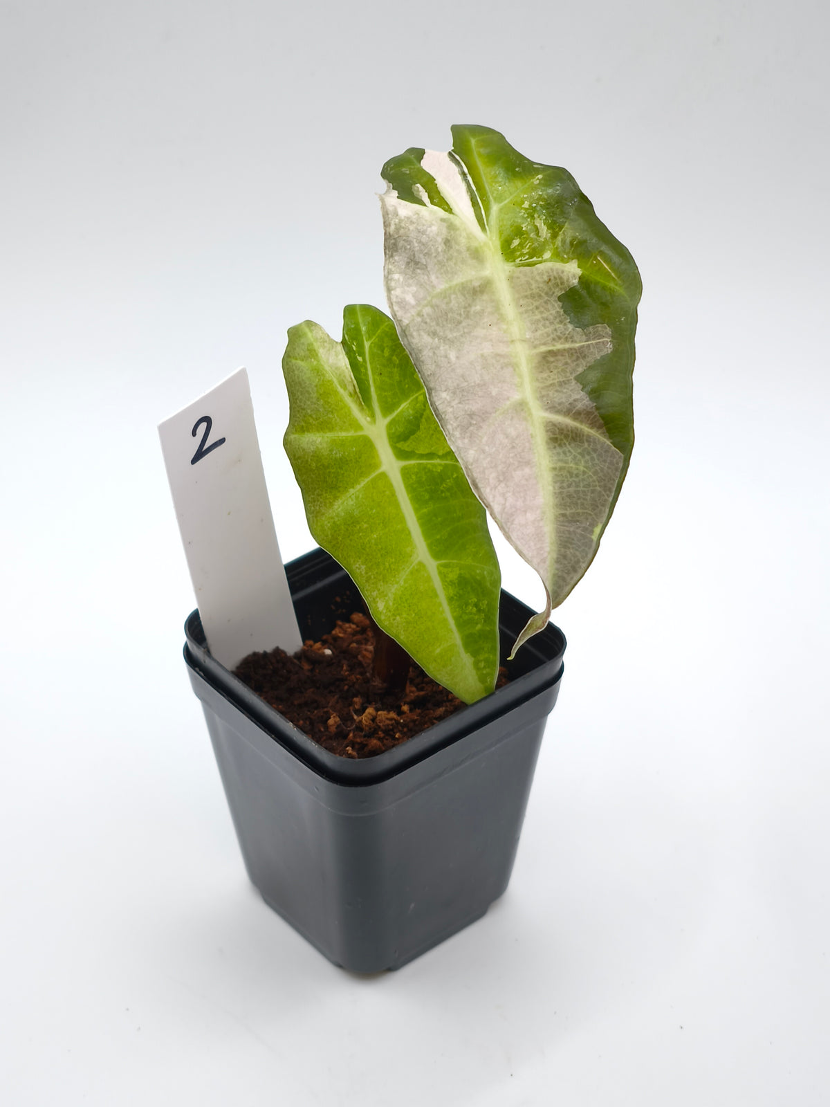 Alocasia Polly Pink Snowflake Variegata – panaschierte Mutation der Alocasia amazonica – Ansicht 3