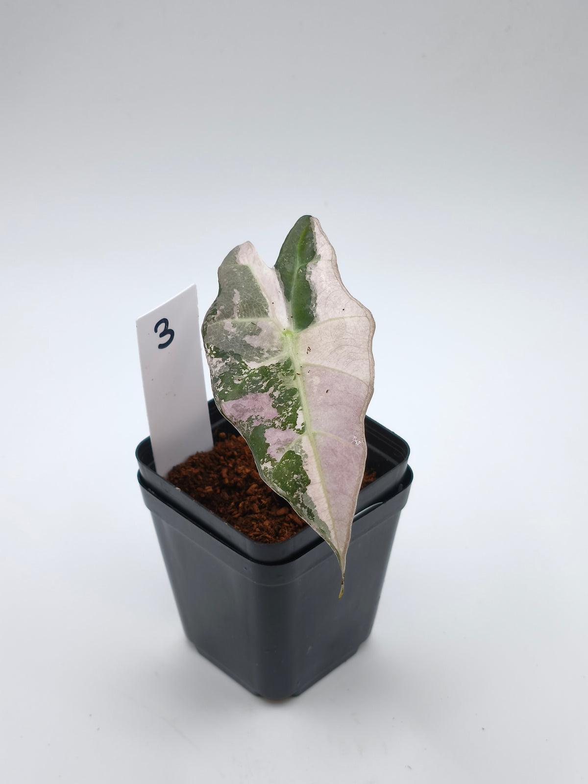 Alocasia Polly Pink Snowflake Variegata – panaschierte Mutation der Alocasia amazonica – Ansicht 4