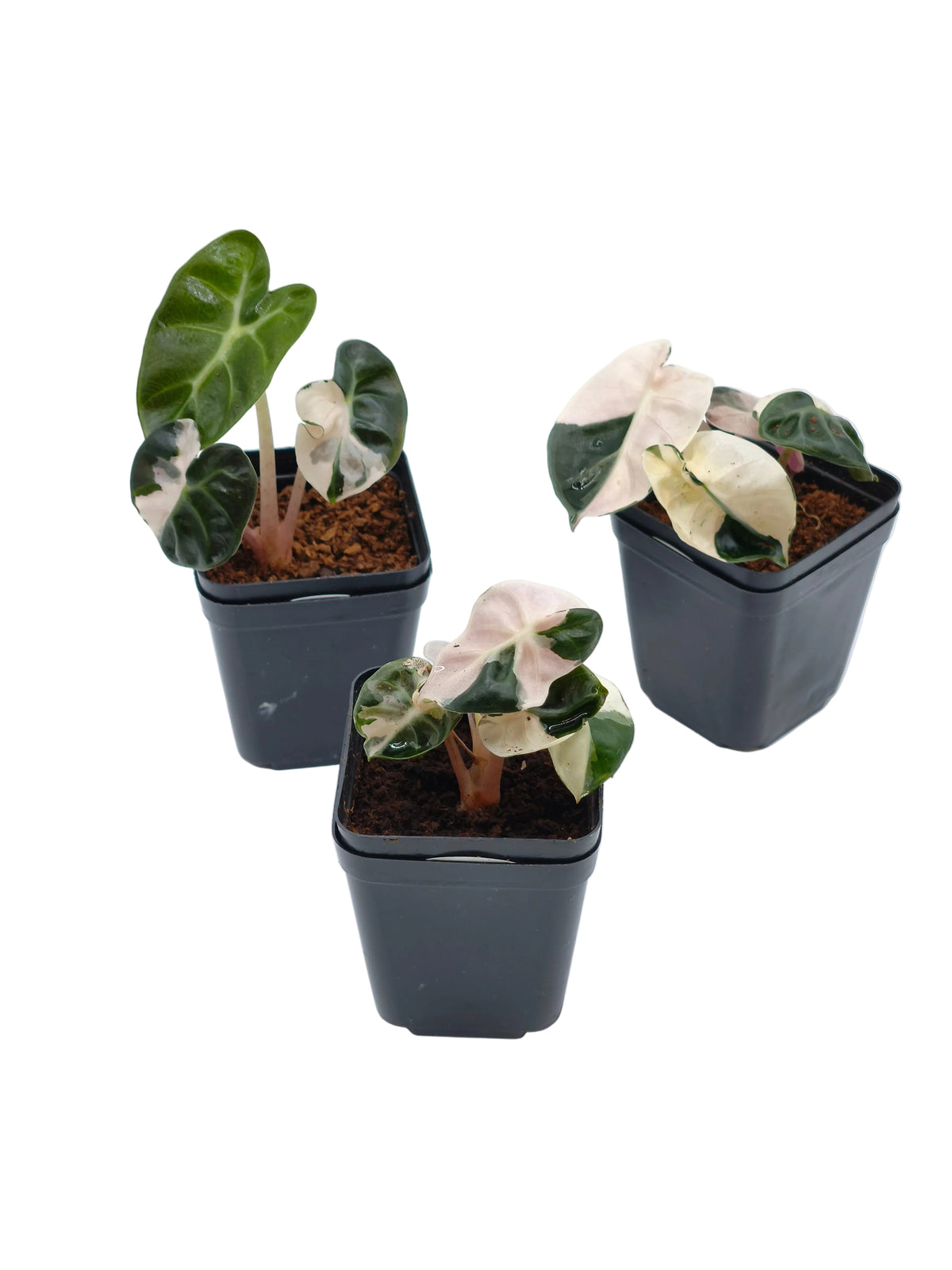 Alocasia Heart Balloon Pink Variegata – runde, herzförmige Blätter mit rosa Panaschierung