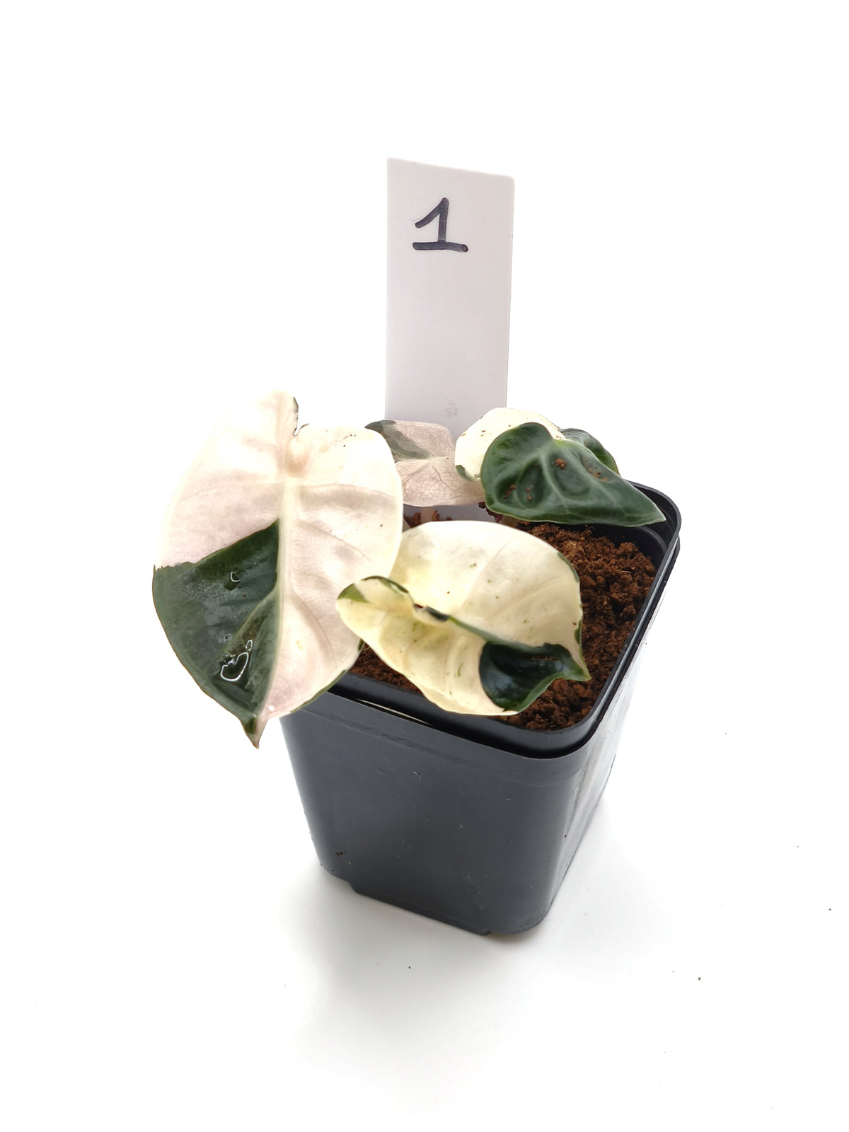 Alocasia Heart Balloon Pink Variegata – runde, herzförmige Blätter mit rosa Panaschierung – Ansicht 2
