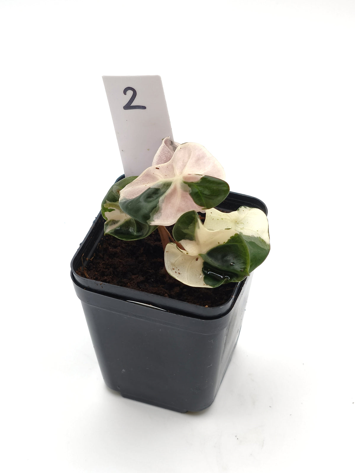 Alocasia Heart Balloon Pink Variegata – runde, herzförmige Blätter mit rosa Panaschierung – Ansicht 3