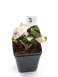 Alocasia Heart Balloon Pink Variegata – runde, herzförmige Blätter mit rosa Panaschierung – Ansicht 4