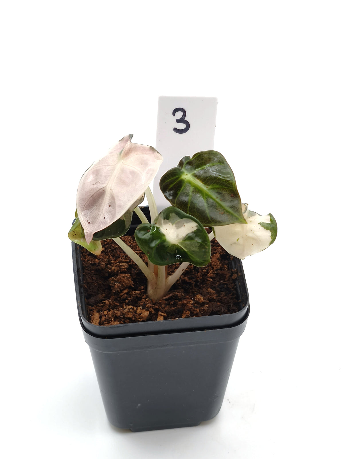 Alocasia Heart Balloon Pink Variegata – runde, herzförmige Blätter mit rosa Panaschierung – Ansicht 4