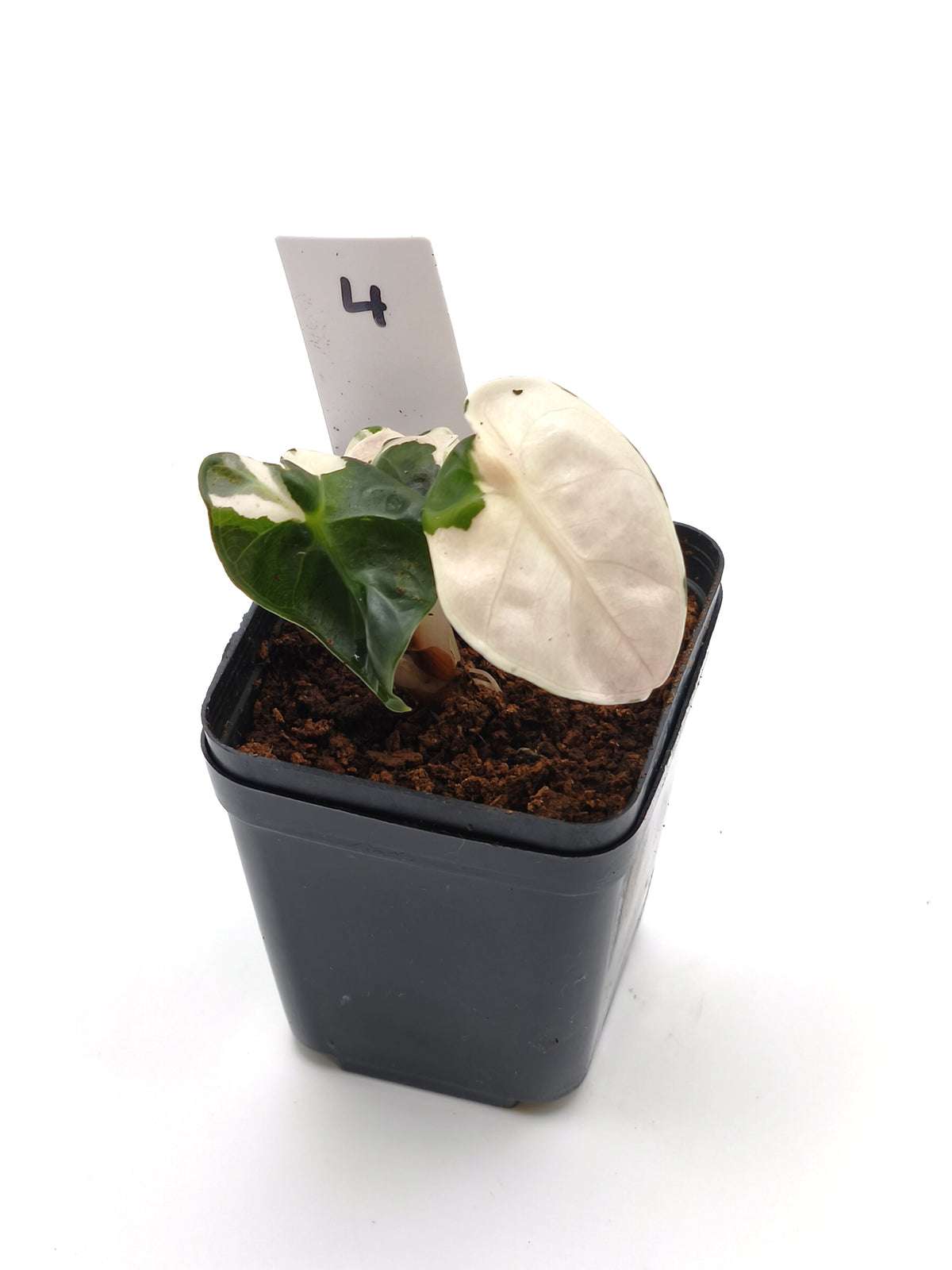 Alocasia Heart Balloon Pink Variegata – runde, herzförmige Blätter mit rosa Panaschierung – Ansicht 5