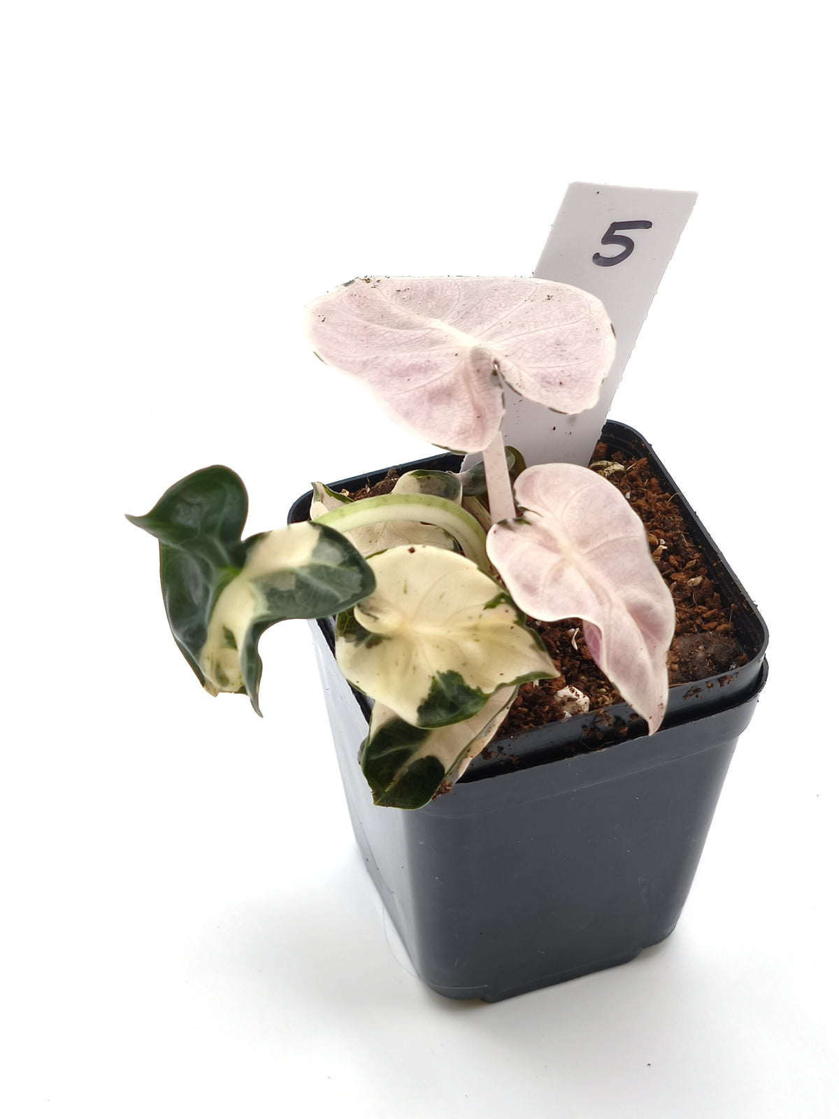 Alocasia Heart Balloon Pink Variegata – runde, herzförmige Blätter mit rosa Panaschierung – Ansicht 6