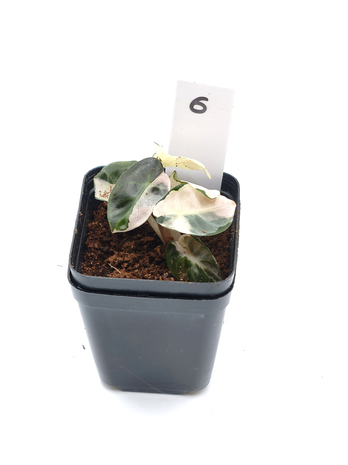 Alocasia Heart Balloon Pink Variegata – runde, herzförmige Blätter mit rosa Panaschierung – Ansicht 7