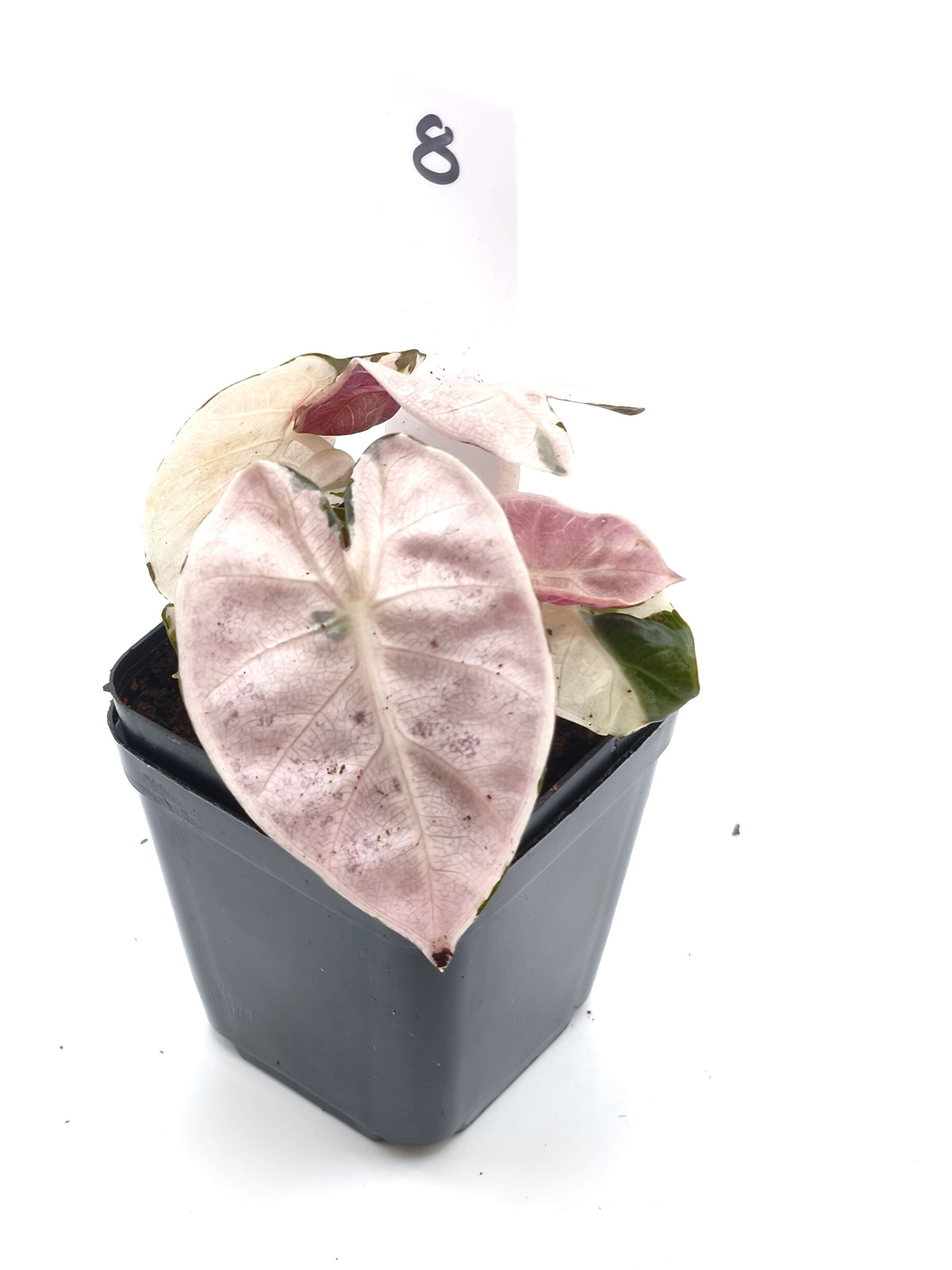 Alocasia Heart Balloon Pink Variegata – runde, herzförmige Blätter mit rosa Panaschierung – Ansicht 9