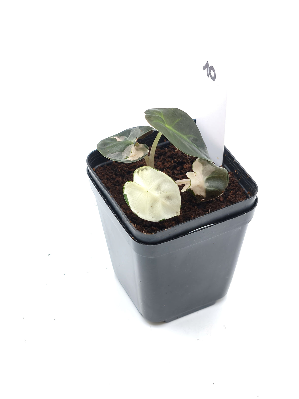 Alocasia Heart Balloon Pink Variegata – runde, herzförmige Blätter mit rosa Panaschierung – Ansicht 11