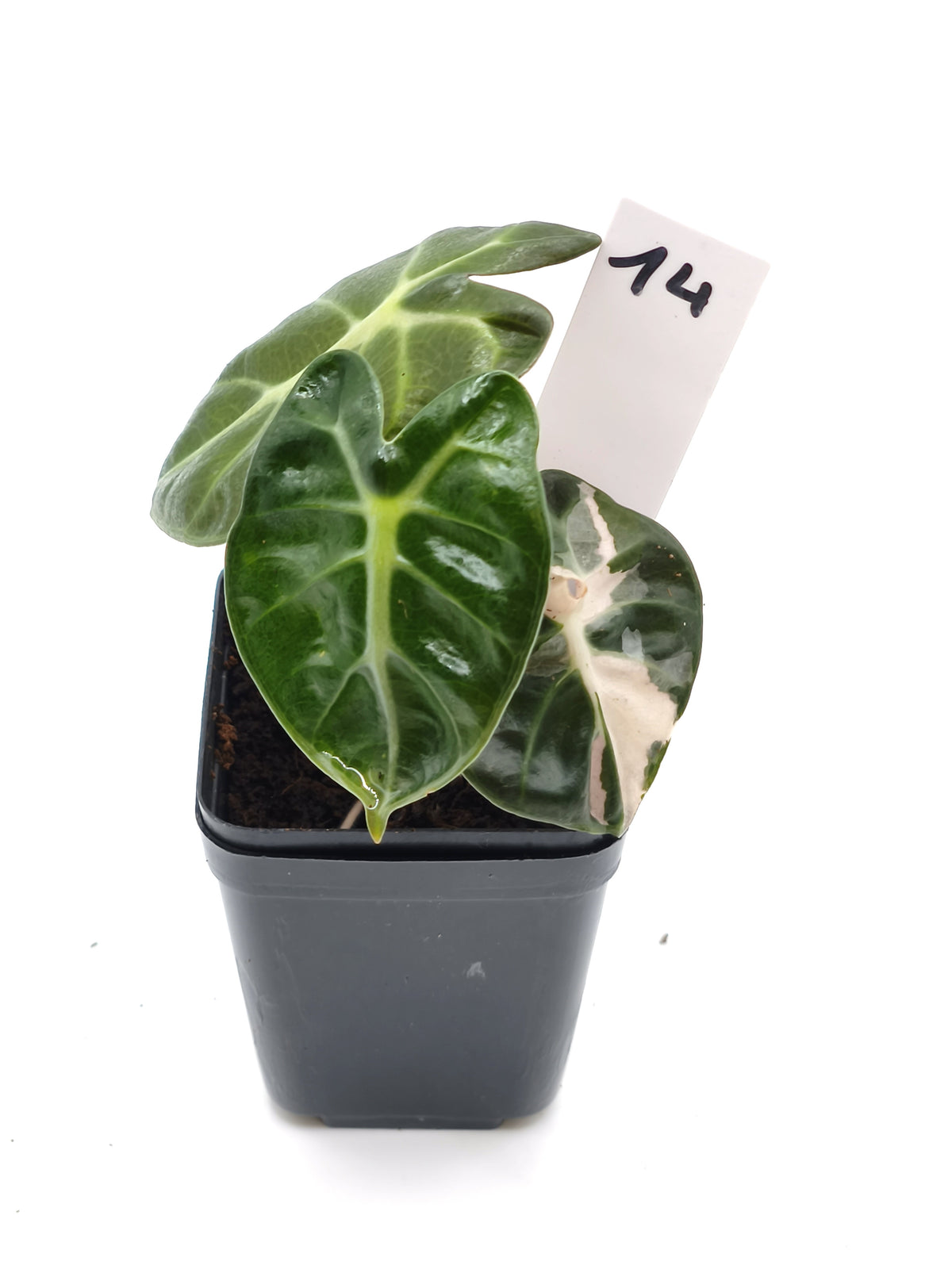 Alocasia Heart Balloon Pink Variegata – runde, herzförmige Blätter mit rosa Panaschierung – Ansicht 15