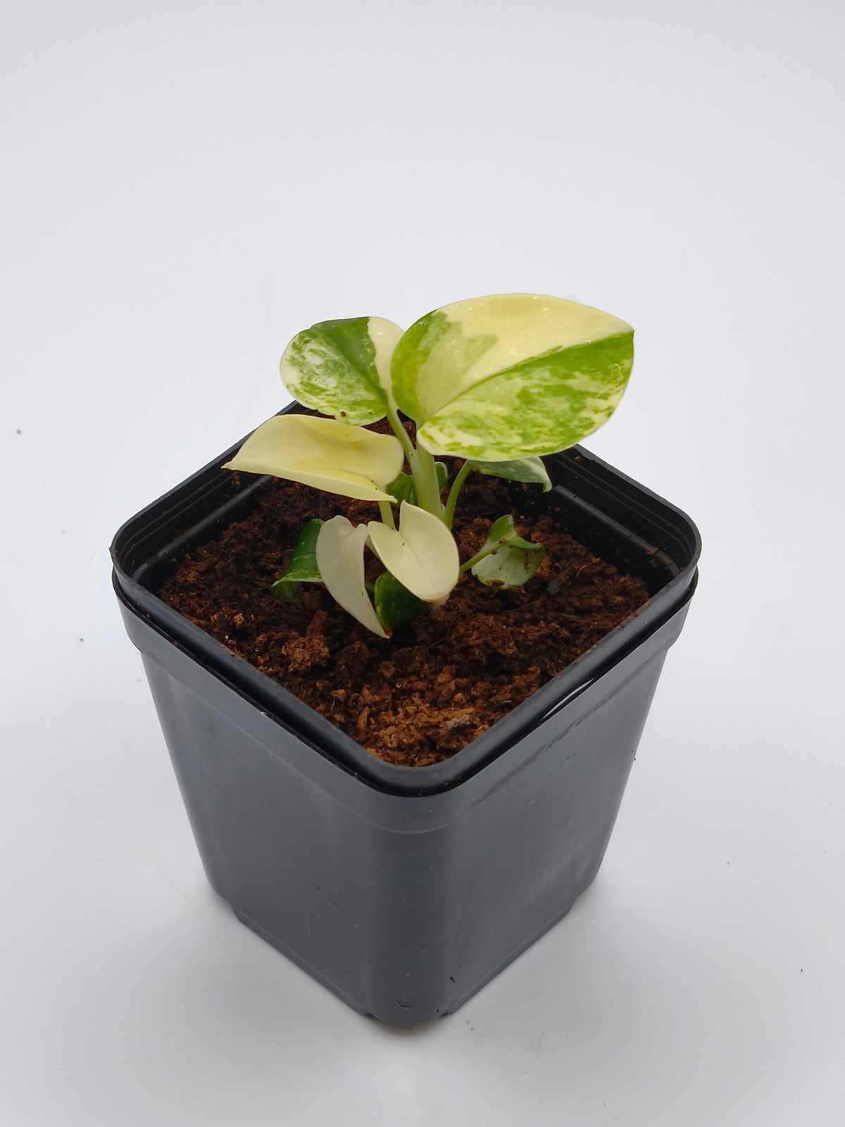 Monstera Standleyana Aurea Variegata – schlanke Kletterpflanze mit goldgelber Panaschierung – Ansicht 2