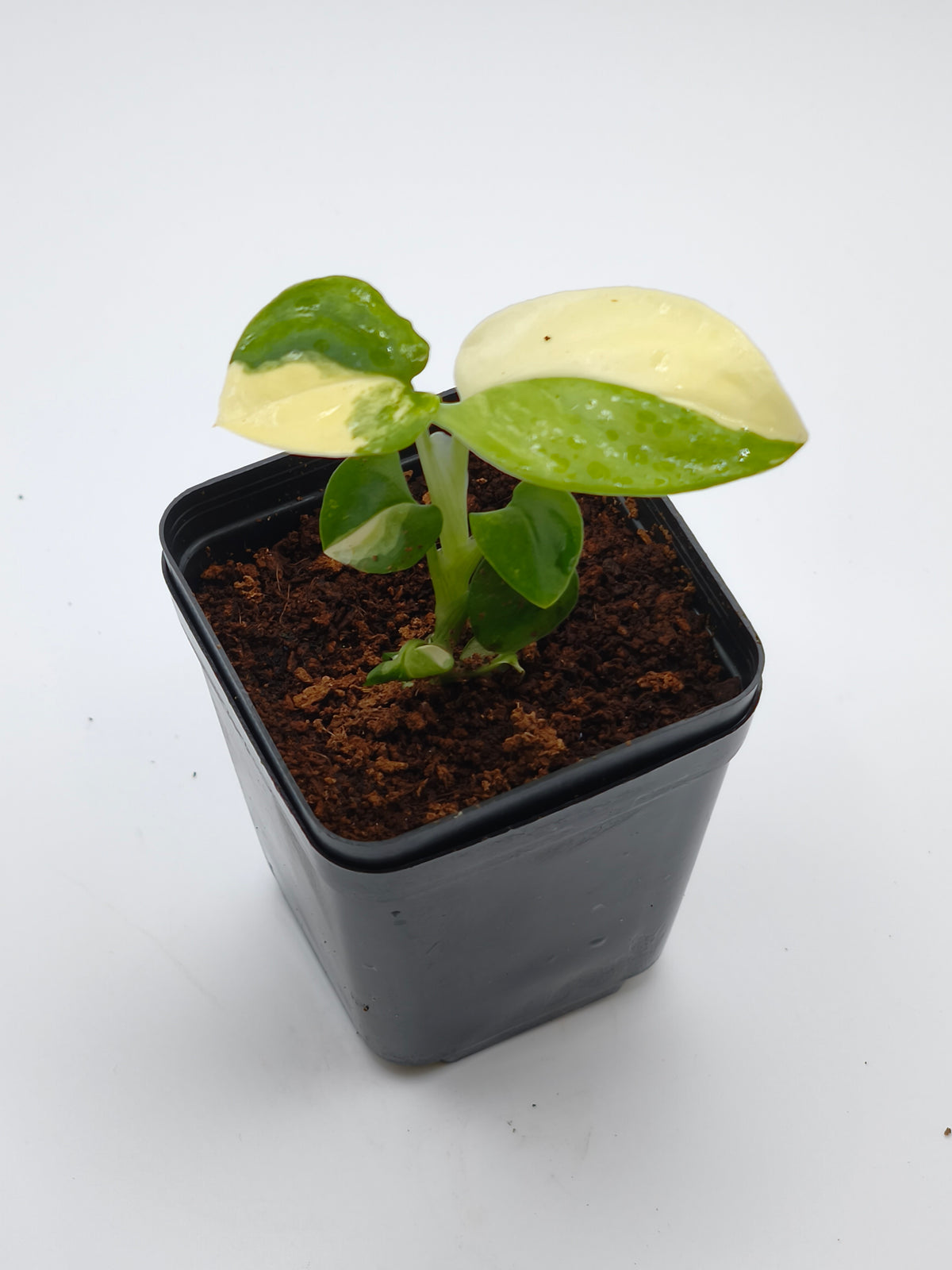 Monstera Standleyana Aurea Variegata – schlanke Kletterpflanze mit goldgelber Panaschierung – Ansicht 3