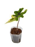 Alocasia Jacklyn Aurea Variegata – tief gelappte Blätter mit leuchtend goldener Panaschierung
