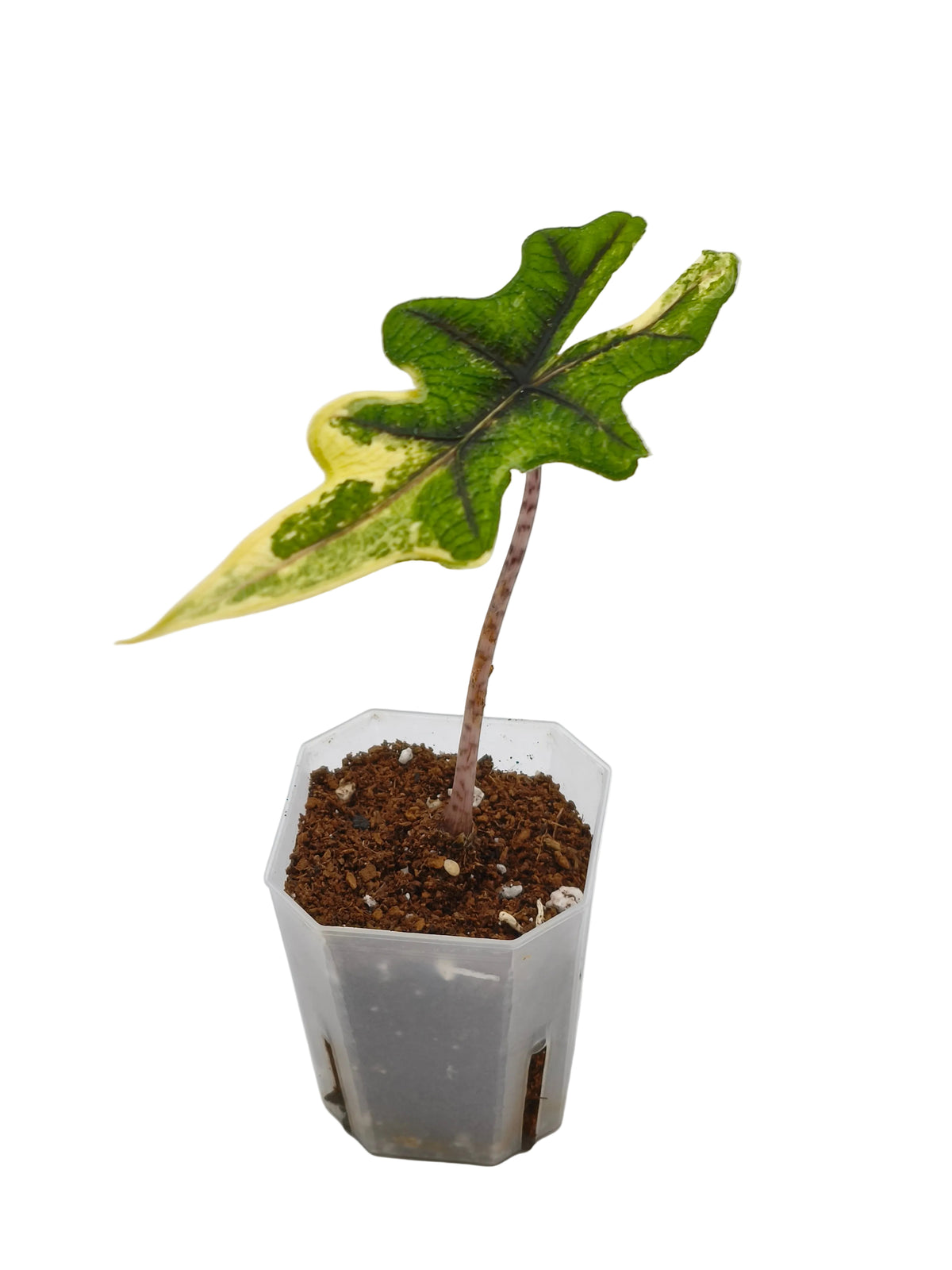 Alocasia Jacklyn Aurea Variegata – tief gelappte Blätter mit leuchtend goldener Panaschierung