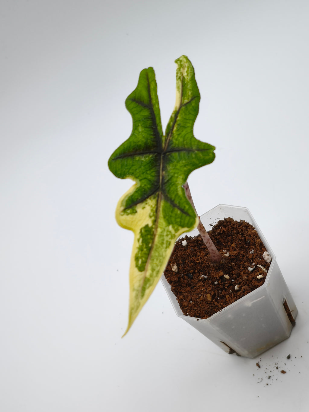 Alocasia Jacklyn Aurea Variegata – tief gelappte Blätter mit leuchtend goldener Panaschierung – Ansicht 2