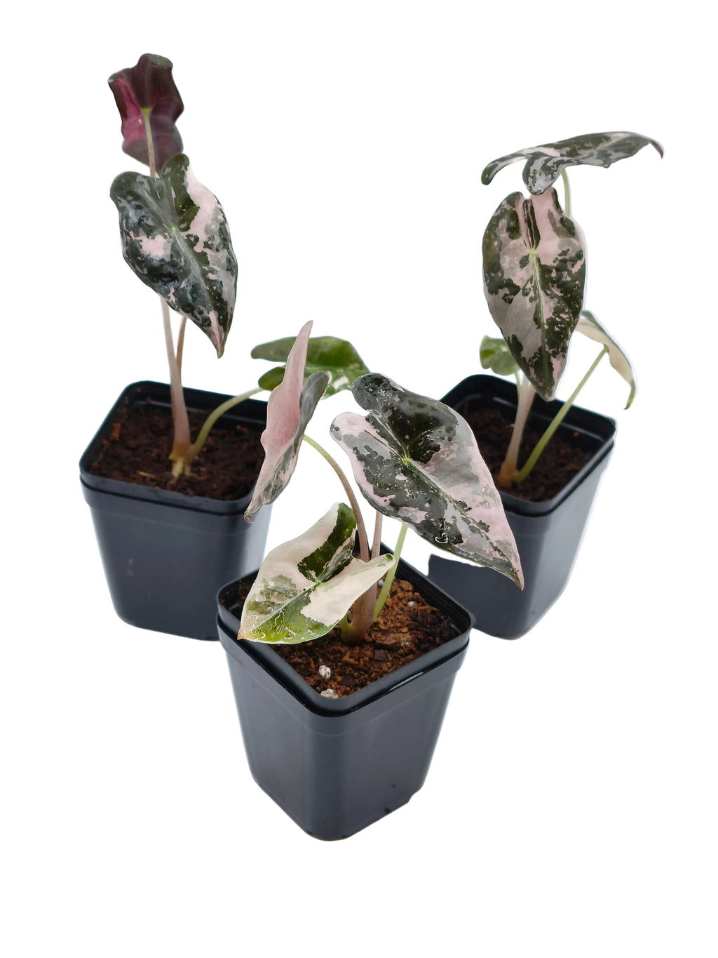 Alocasia Nobilis Pink Variegata – tief gelappte Blätter mit zartrosa Panaschierung