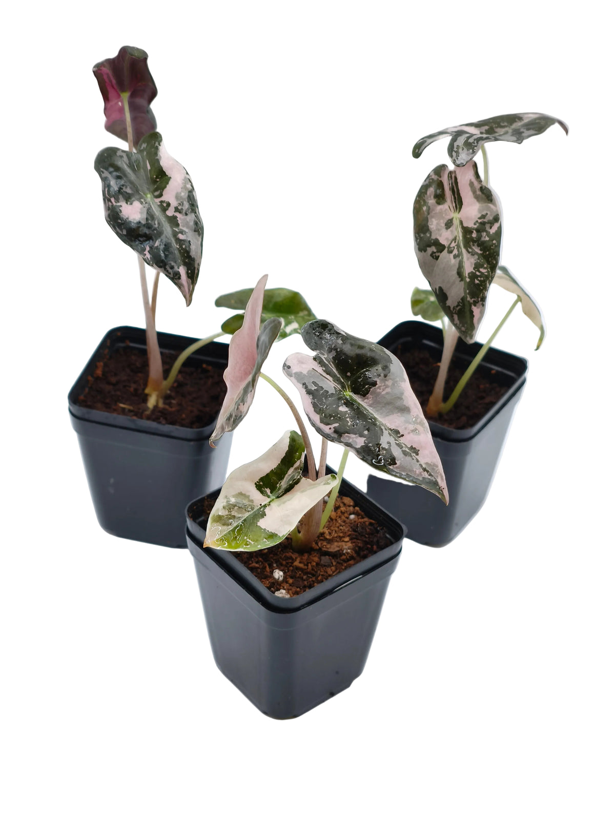 Alocasia Nobilis Pink Variegata – tief gelappte Blätter mit zartrosa Panaschierung