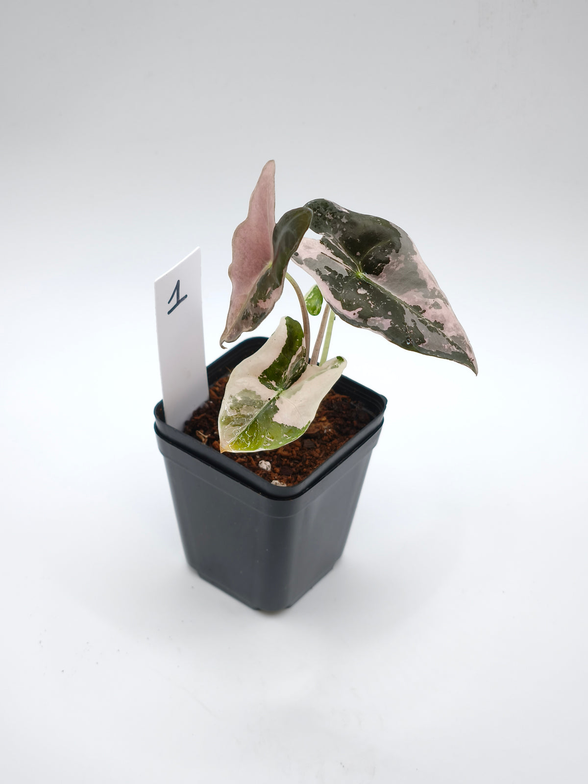 Alocasia Nobilis Pink Variegata – tief gelappte Blätter mit zartrosa Panaschierung – Ansicht 2