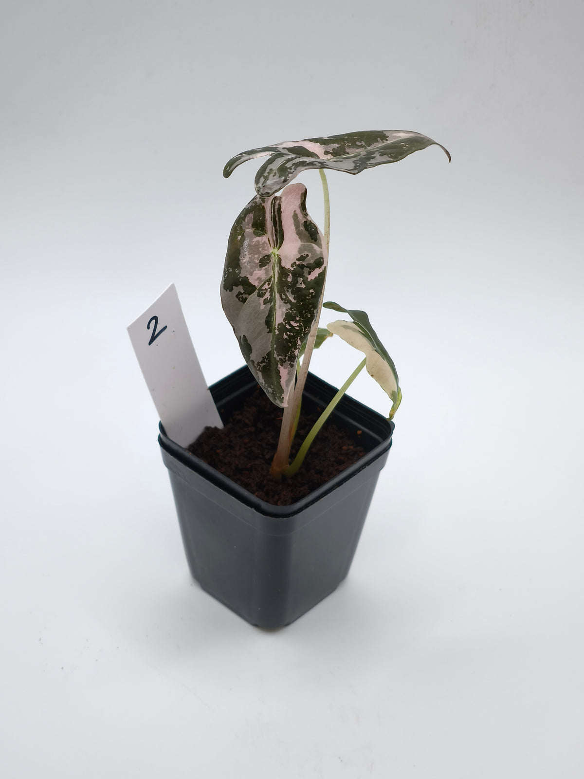Alocasia Nobilis Pink Variegata – tief gelappte Blätter mit zartrosa Panaschierung – Ansicht 3