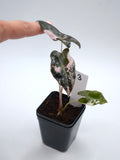Alocasia Nobilis Pink Variegata – tief gelappte Blätter mit zartrosa Panaschierung – Ansicht 4