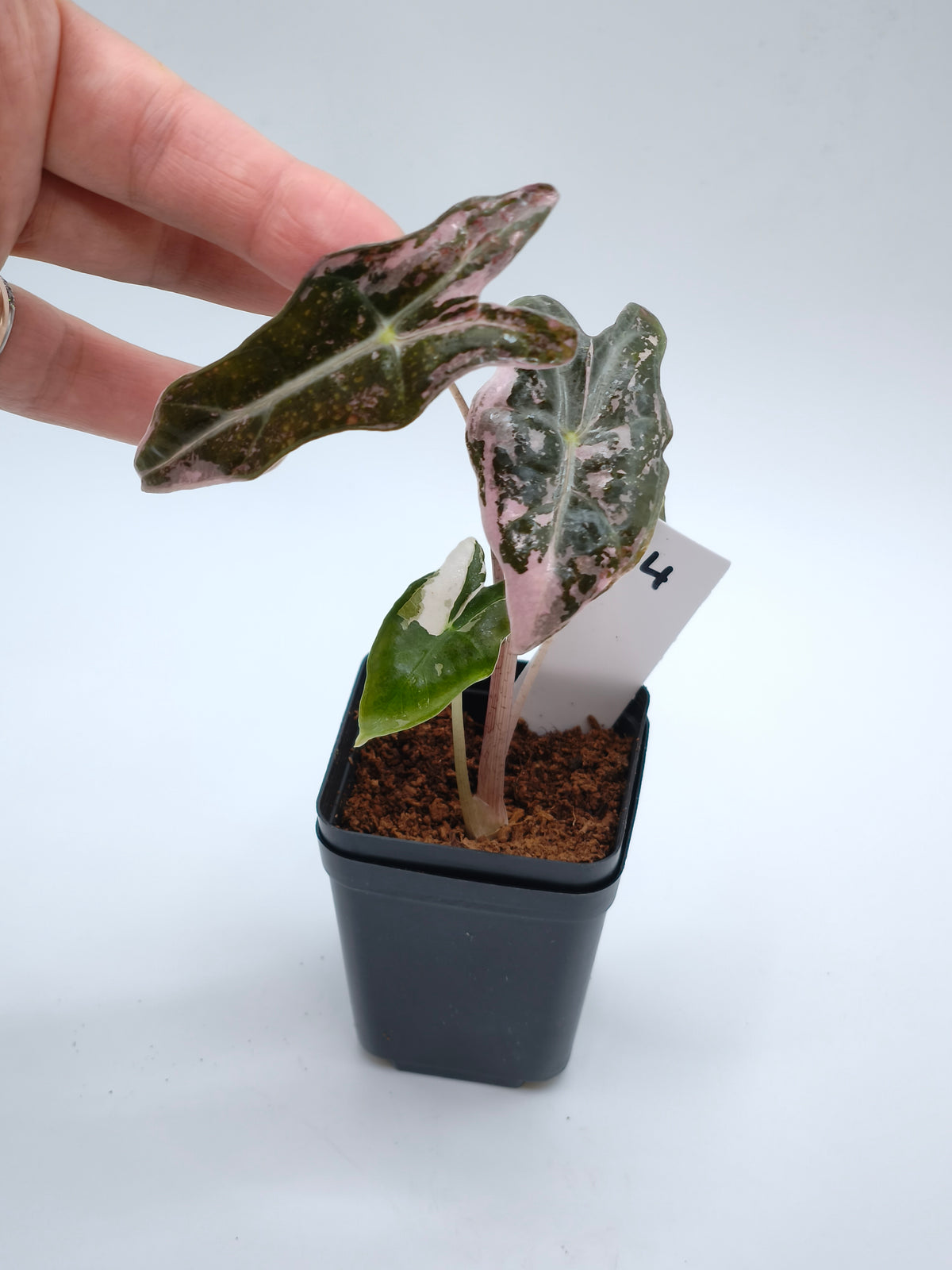 Alocasia Nobilis Pink Variegata – tief gelappte Blätter mit zartrosa Panaschierung – Ansicht 5