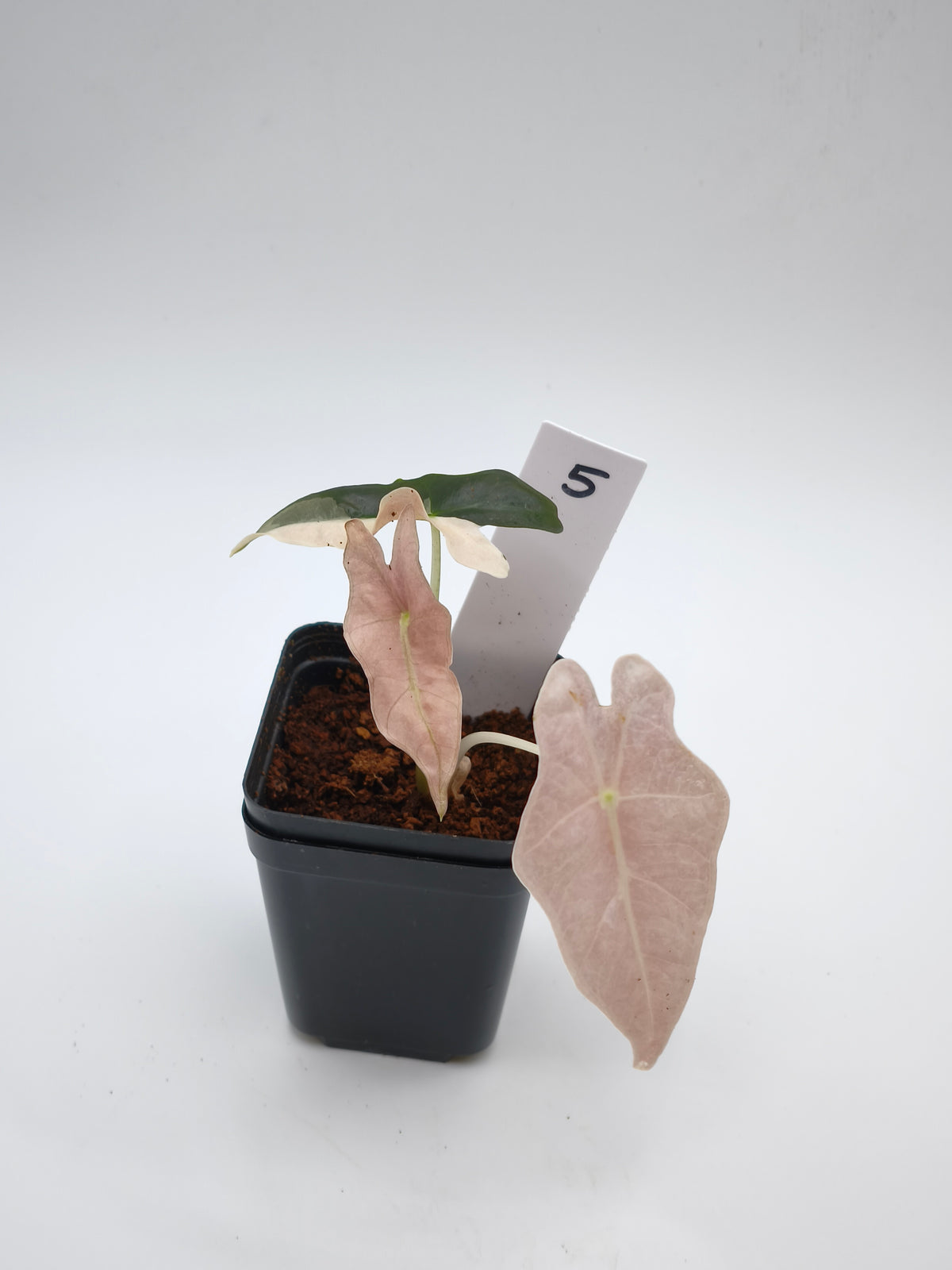 Alocasia Nobilis Pink Variegata – tief gelappte Blätter mit zartrosa Panaschierung – Ansicht 6