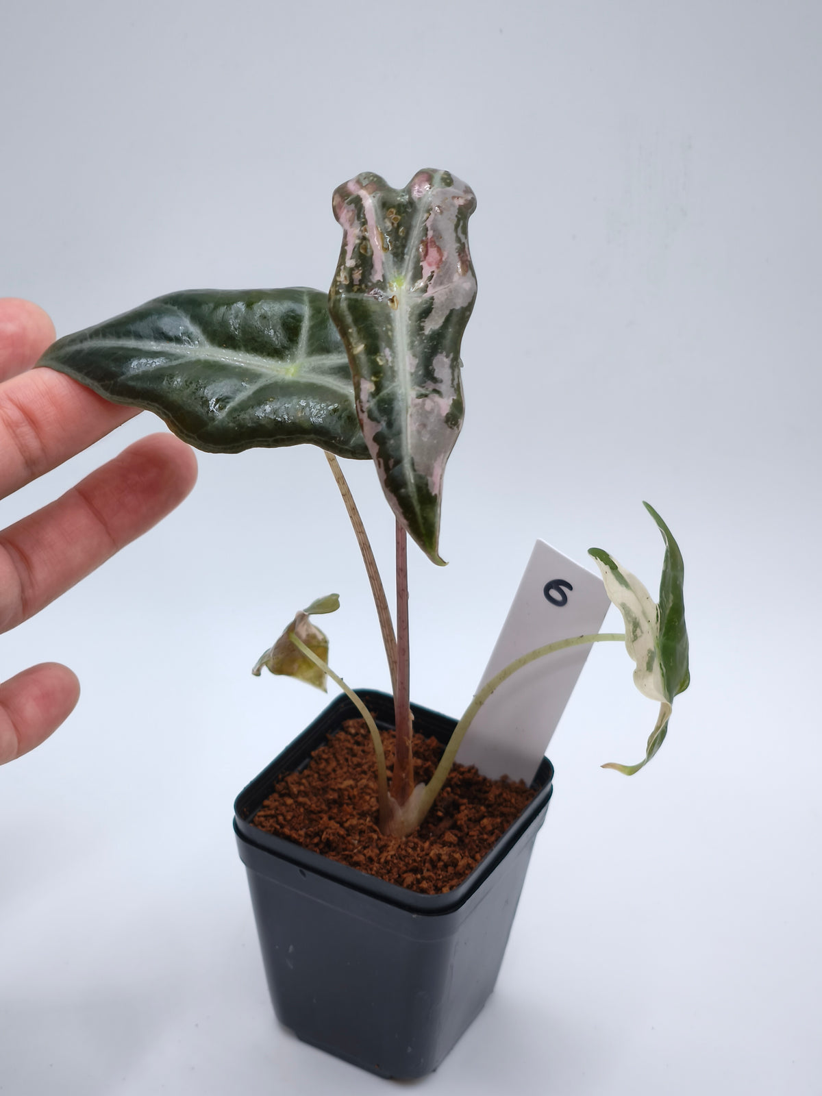 Alocasia Nobilis Pink Variegata – tief gelappte Blätter mit zartrosa Panaschierung – Ansicht 7