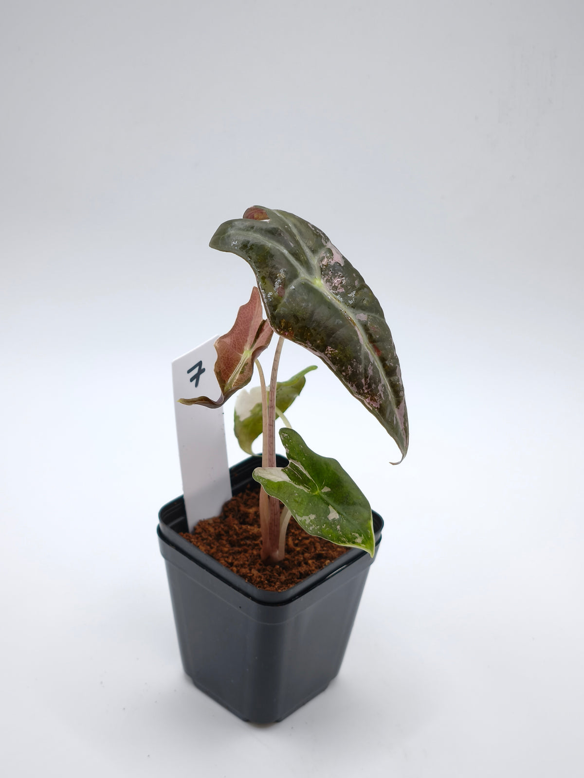Alocasia Nobilis Pink Variegata – tief gelappte Blätter mit zartrosa Panaschierung – Ansicht 8
