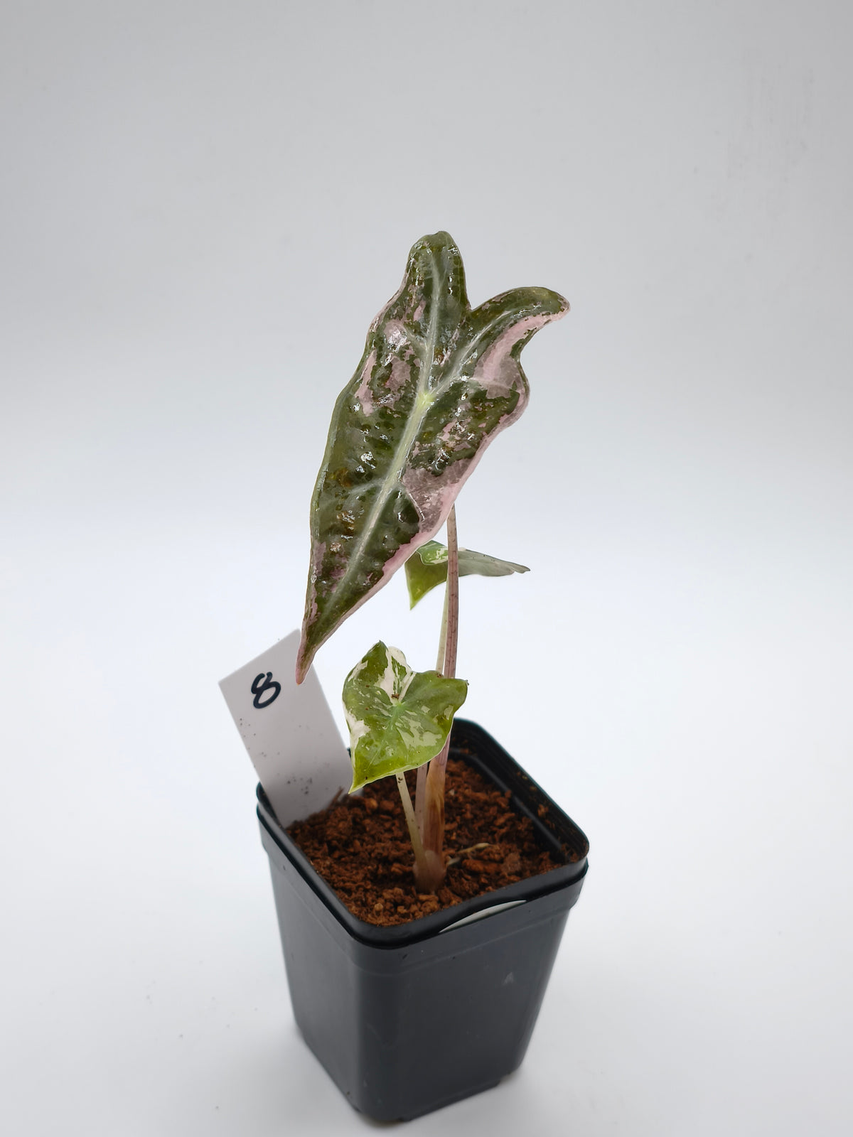 Alocasia Nobilis Pink Variegata – tief gelappte Blätter mit zartrosa Panaschierung – Ansicht 9
