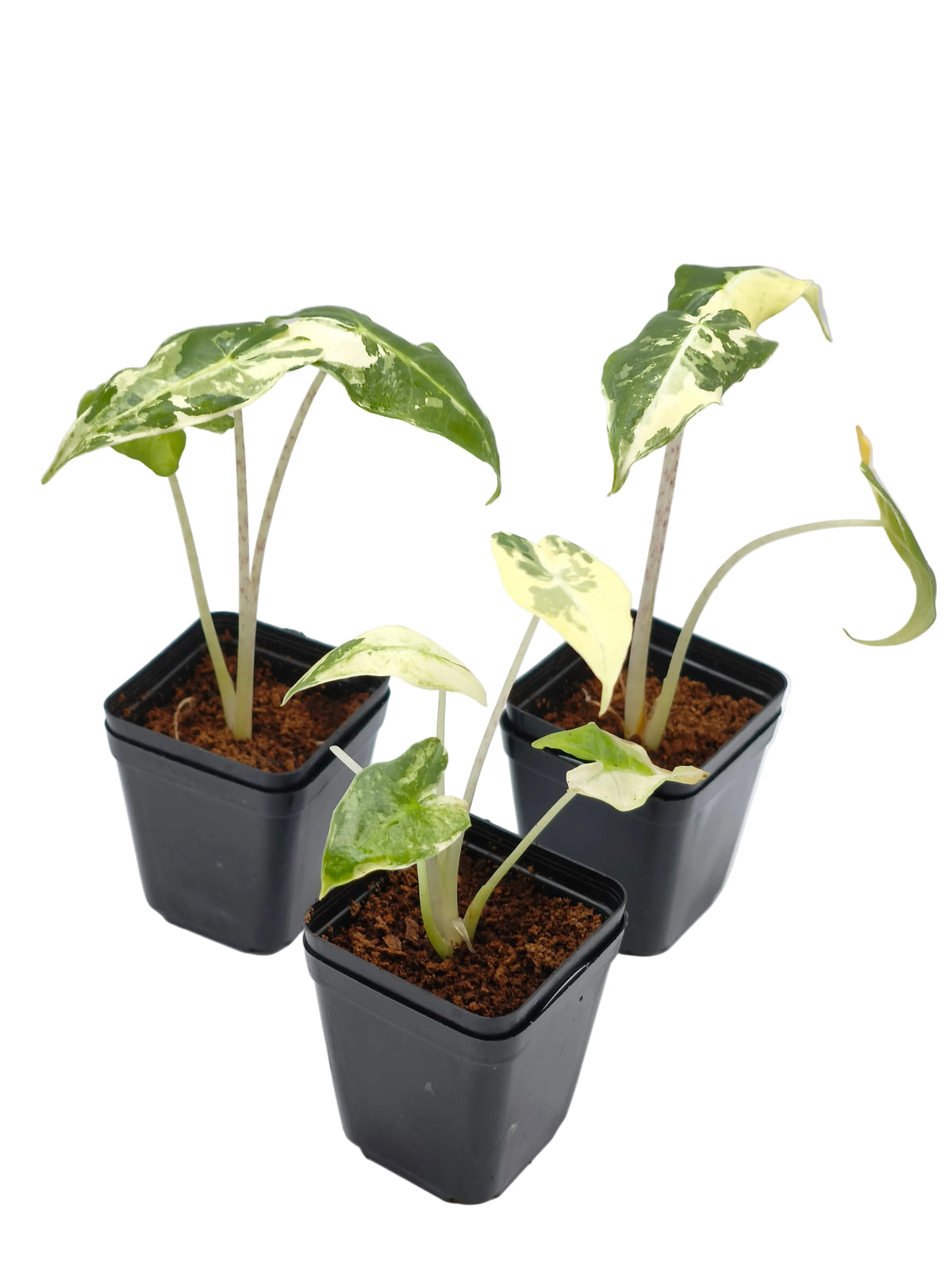 Alocasia Sarian Albo Variegata im Topf – große Pfeilblätter mit weißer Panaschierung