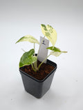 Alocasia Sarian Albo Variegata – große Pfeilblätter mit heller Aderung und weißer Panaschierung – Ansicht 2