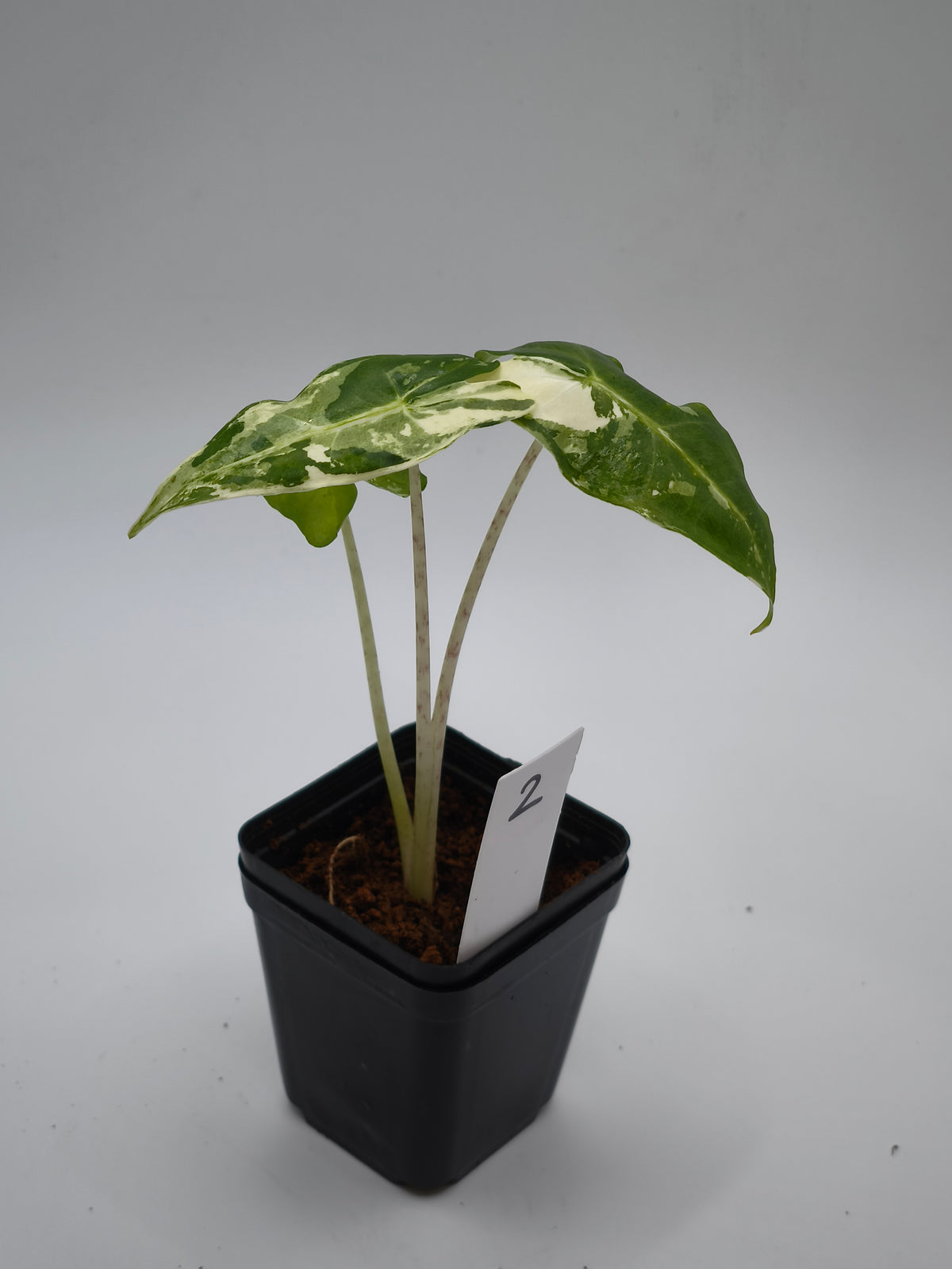Alocasia Sarian Albo Variegata – große Pfeilblätter mit heller Aderung und weißer Panaschierung – Ansicht 3