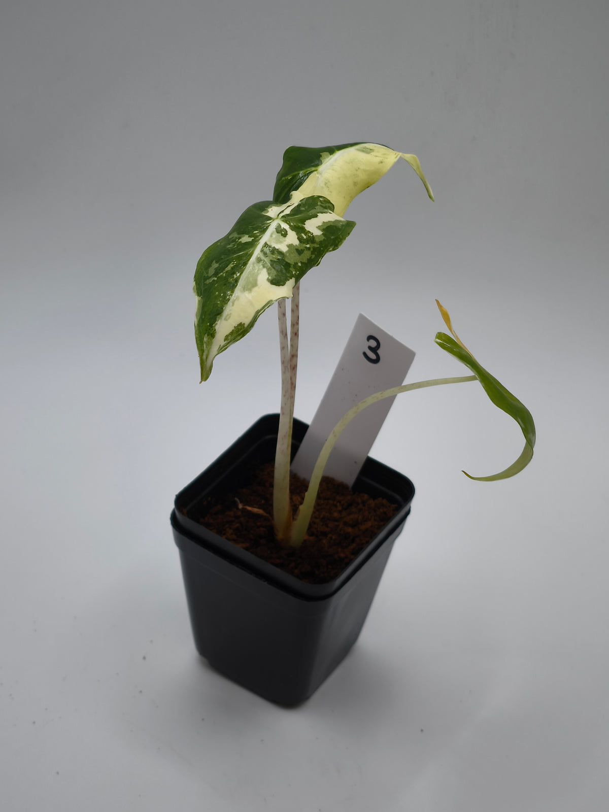 Alocasia Sarian Albo Variegata – große Pfeilblätter mit heller Aderung und weißer Panaschierung – Ansicht 4