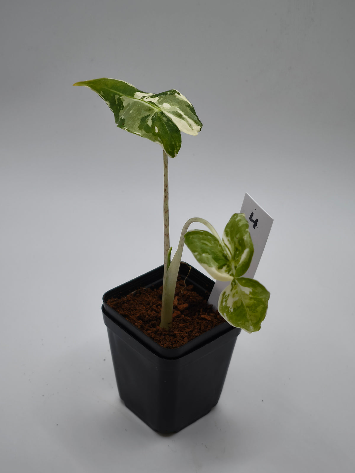 Alocasia Sarian Albo Variegata – große Pfeilblätter mit heller Aderung und weißer Panaschierung – Ansicht 5