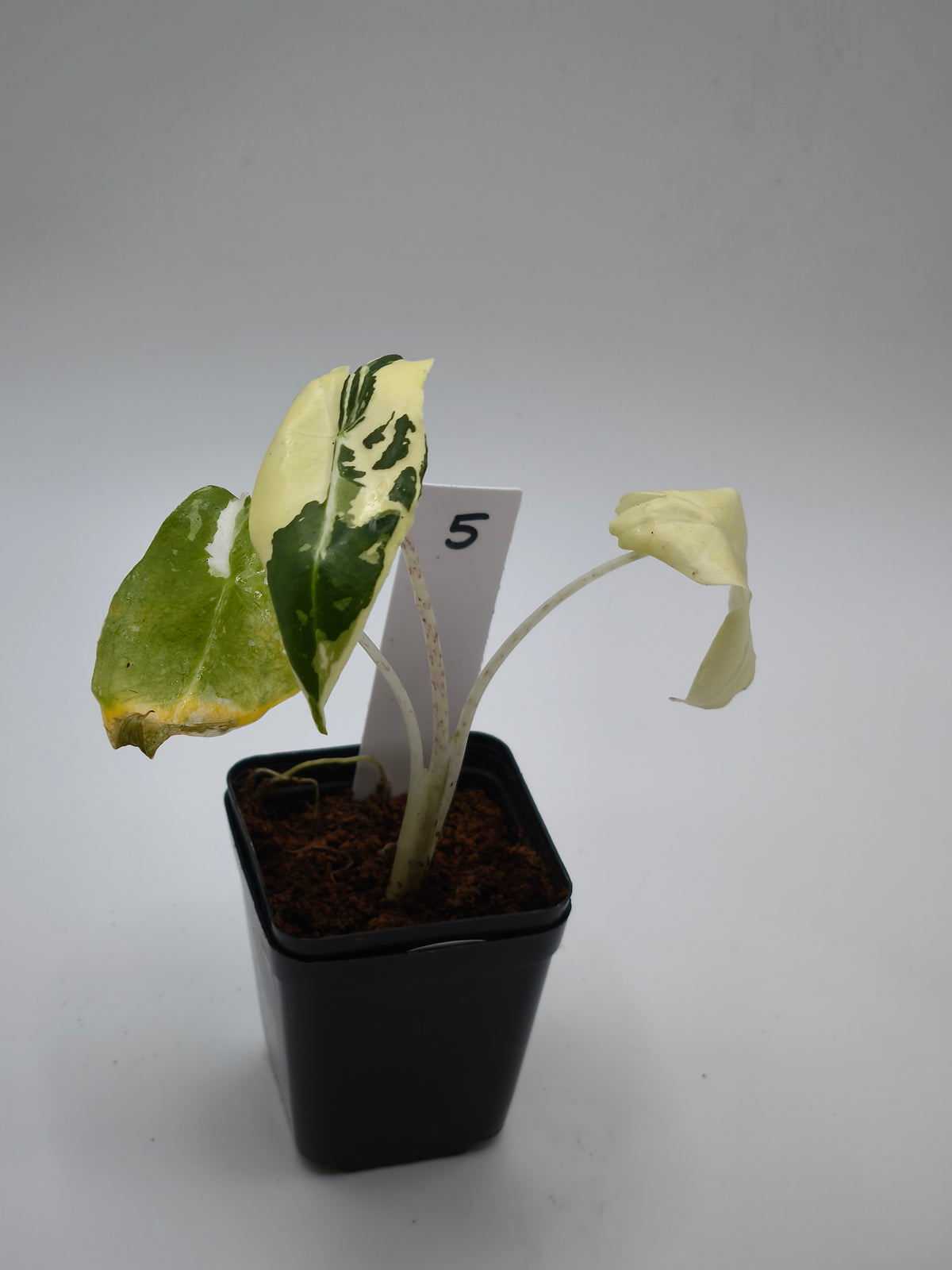 Alocasia Sarian Albo Variegata – große Pfeilblätter mit heller Aderung und weißer Panaschierung – Ansicht 6