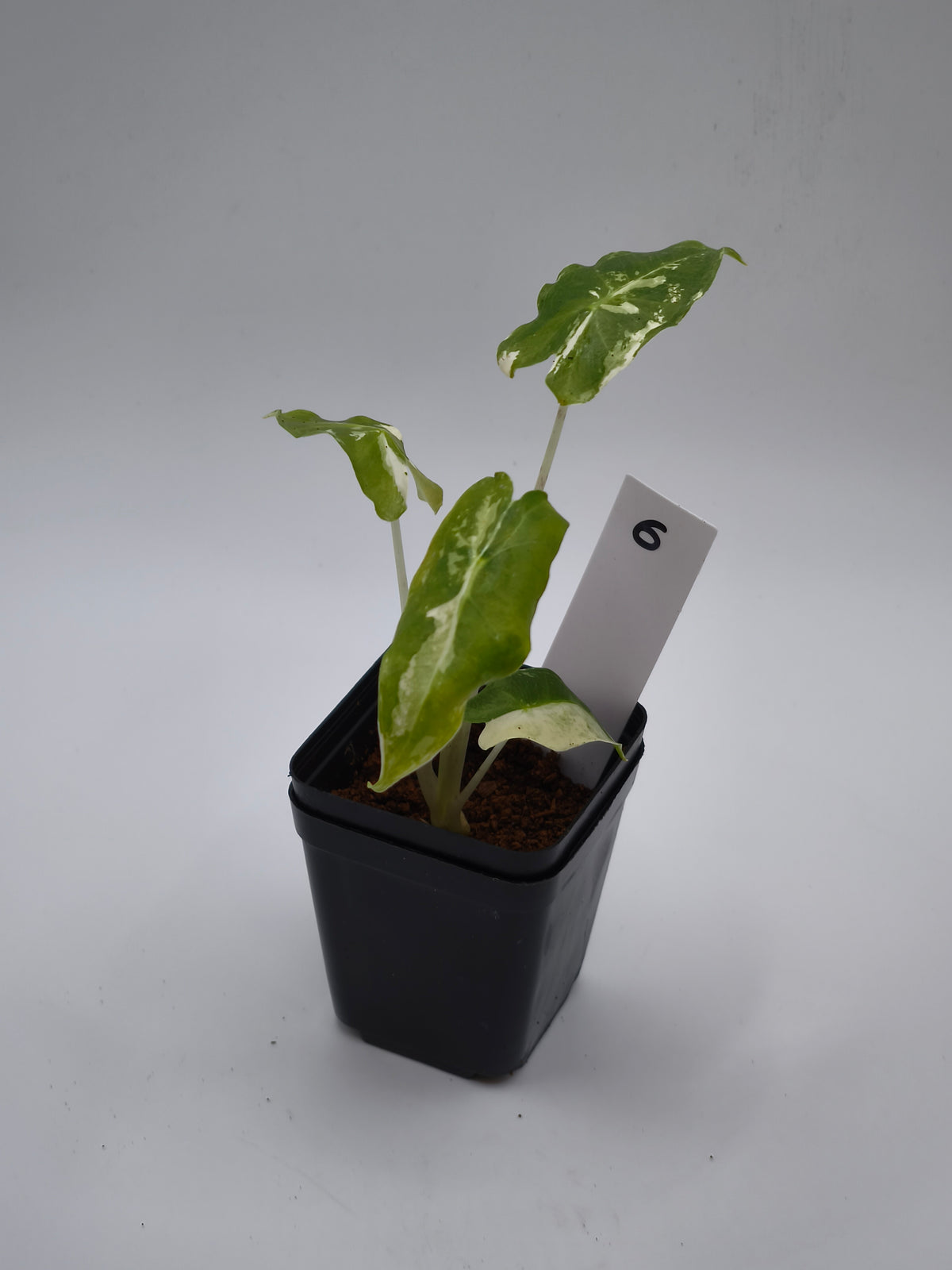 Alocasia Sarian Albo Variegata – große Pfeilblätter mit heller Aderung und weißer Panaschierung – Ansicht 7