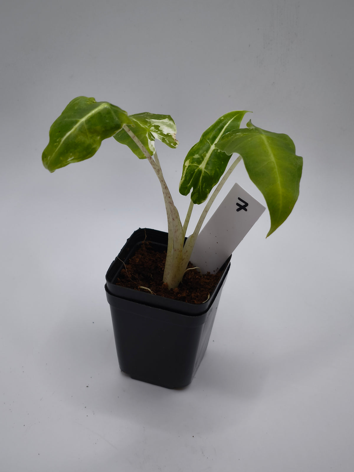 Alocasia Sarian Albo Variegata – große Pfeilblätter mit heller Aderung und weißer Panaschierung – Ansicht 8