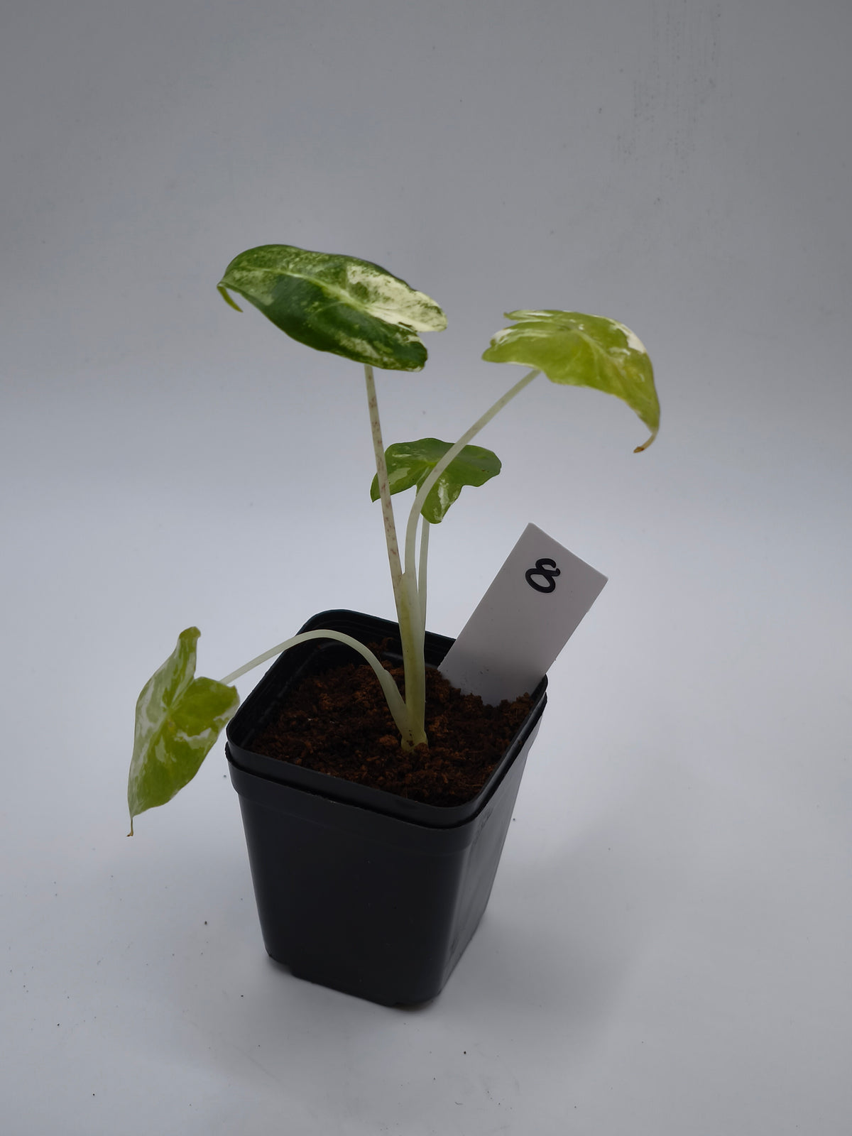 Alocasia Sarian Albo Variegata – große Pfeilblätter mit heller Aderung und weißer Panaschierung – Ansicht 9